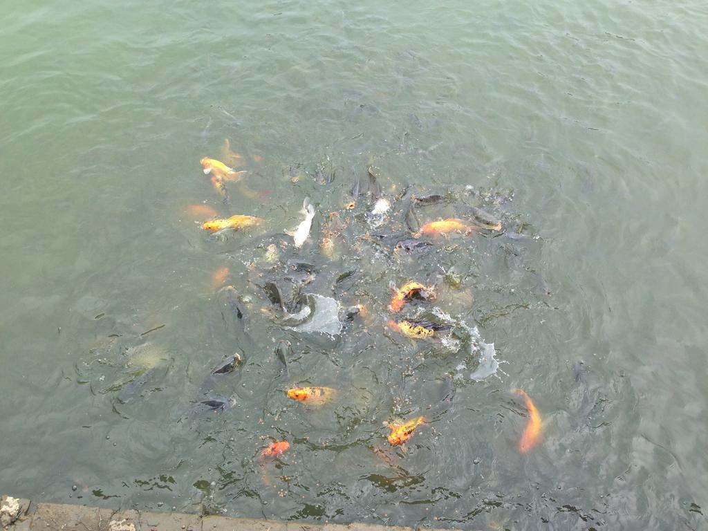 Tam Coc Homestay Ninh Binh Bagian luar foto